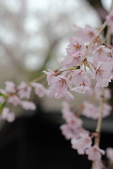 角館　武家屋敷　しだれ桜