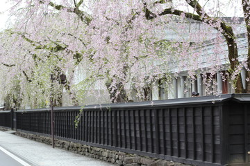 Fototapeta premium 角館 武家屋敷 しだれ桜