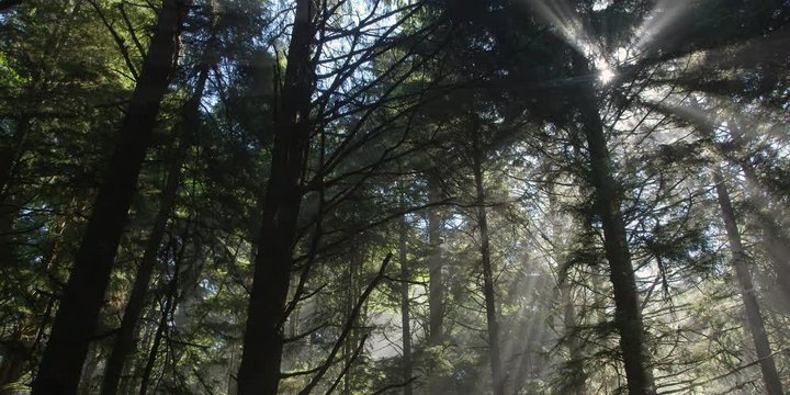 Right pan over tall conifers among slanting rays from sun behind treetops