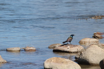 Blackbird On The  Rock
