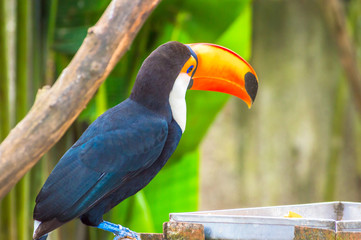 tucano perfil 2