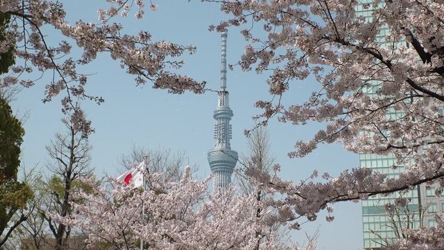 TOKYO,  JAPAN - CIRCA APRIL 2018 :  Tower and CHERRY BLOSSOM.