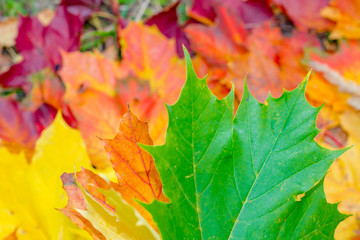 Colorful tree leaves in autumn
