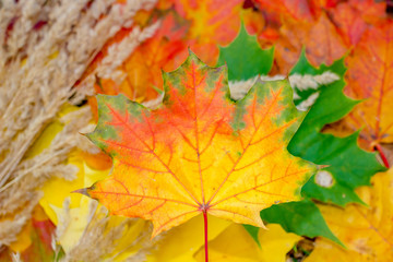 Naklejka na ściany i meble Colorful tree leaves in autumn 