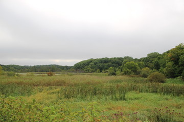 Fototapeta na wymiar Expansive Lush Green Marshland at the Arboretum