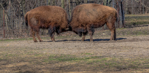Earth Toned Fur on a Pair of Bisons Squaring Off