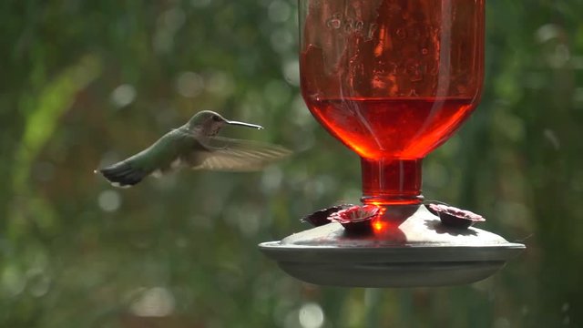 A hummingbird approaches a feeder and takes a long drink, then leaves
