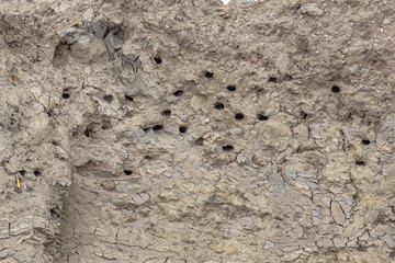 Sand martin breeding site