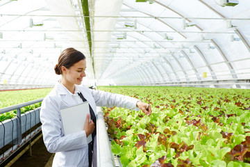 Young attractive Caucasian woman in white overall checking lettuce growing in commercial greenhouse...