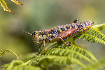 Alpine Bush cricket on fern