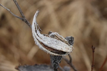 A milkweed plant in the fall