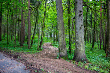 Obraz premium A clearing through a mixed forest in summer 