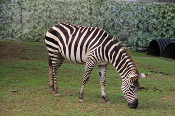 Fototapeta na wymiar Zebra at the Zoo