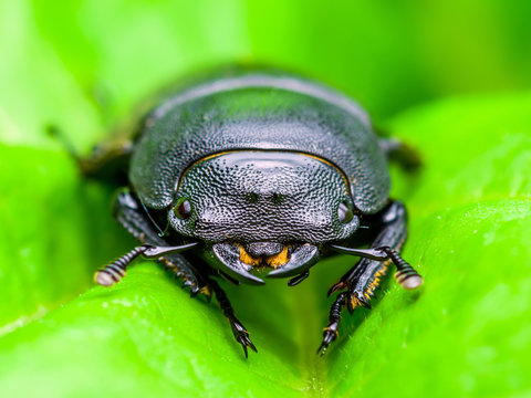 Dark Beetle Insect on Green Leaf Background