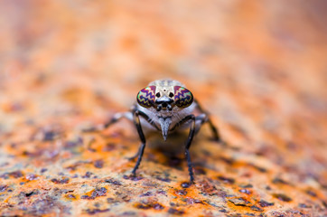 Horsefly or Gadfly or Horse Fly Diptera Insect Macro