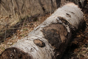 A birch bark log