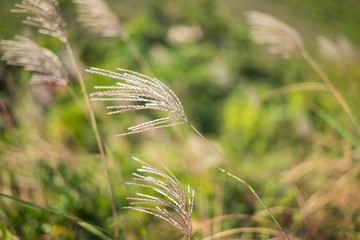 Tall grass on the hills of Dragon's Back hiking trail in Hong Kong, Asia