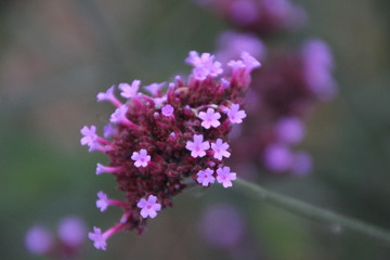 Fototapeta na wymiar Tiny Purple Pink Blooms in the Garden