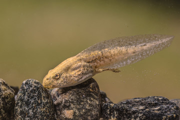 Obraz premium Tadpole of Phelophylax frog