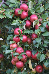 Apples growing on the tree in the orchard