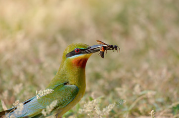 Blue-tailed bee-eater in meadow