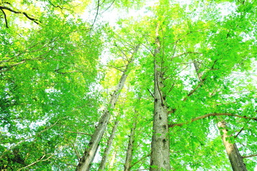 Obraz premium 新緑 森林