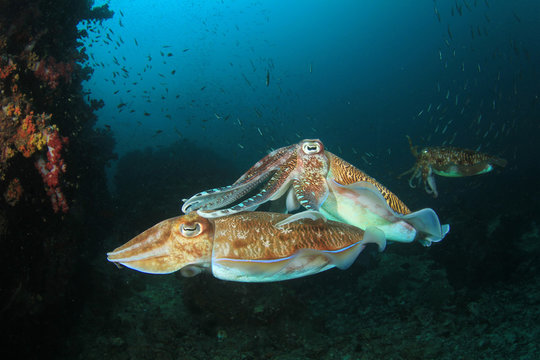 Pharaoh Cuttlefish. Pair mating with second male in background  