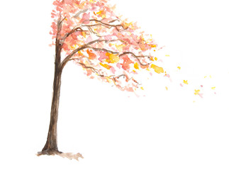 Autumn tree on white, watercolor illustrator