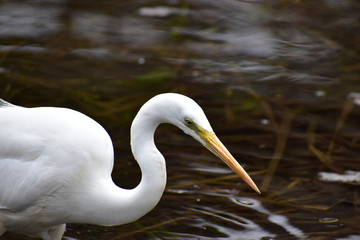 真剣に獲物を探すチュウダイサギ