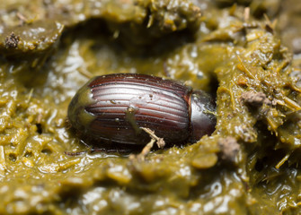Dungbeetle in fresh cow dung