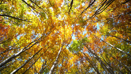 View of maple tree in autumn. Pan shot of beautiful colorful autumn tree tops and leaves swaying in the wind at forest park