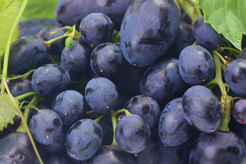 Grape fruit