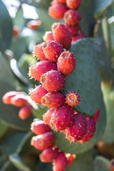 Wild Prickly Pear Bush covered in Ripe Fruit - obrazy, fototapety, plakaty