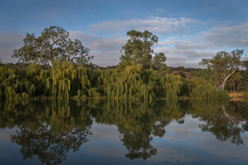 Fototapeta na wymiar Weeping Willows on the Banks of the Murray River