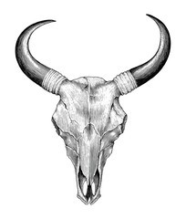 Skull cow hand drawing vintage engraving illustration