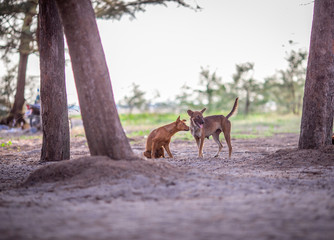 Summer, beware of rabies. This may be seen in the tourist area along the sea shore and common areas.