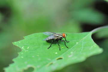 The fly