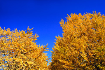 Fototapeta premium 青空をバックに黄色に染まったイチョウの木