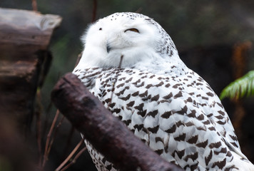 Snowy Owl