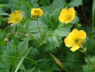 Trollius riederianus / 高山植物 - シナノキンバイ(信濃金梅)
