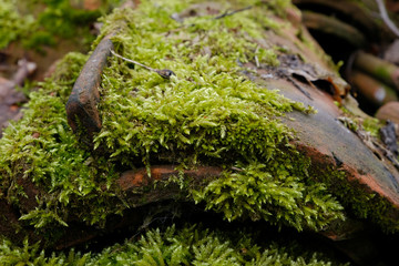 Moss growing on old rooftiles