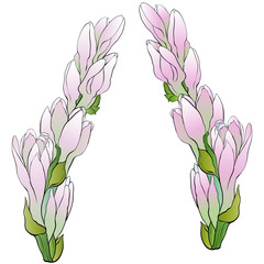 Vector image. Tuberose - branches. Medicinal, perfumery and cosmetic plants. Wallpaper. Use printed materials, signs, posters, postcards, packaging. 