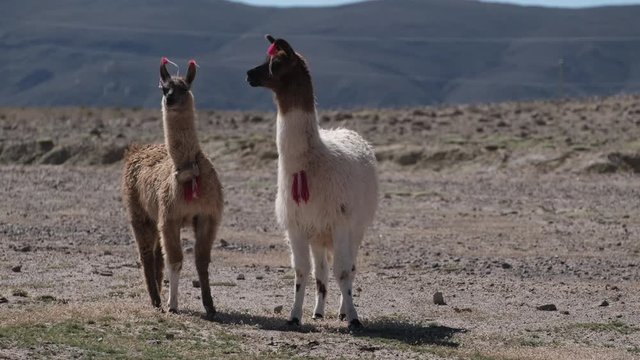 Decorated llamas (Lama glama) walk on the dry land of Altiplano, Bolivia