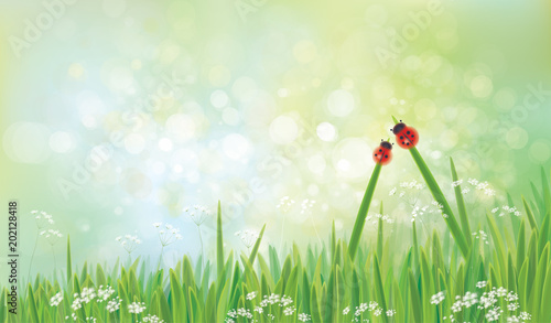 Vector Green Nature Background Ladybirds On Grass Green