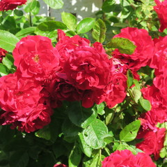 red dogrose, with many flowers in the garden
