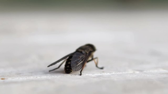 Close up of a Horse-fly (Tabanidae)