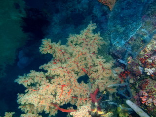 Gorgonian coral