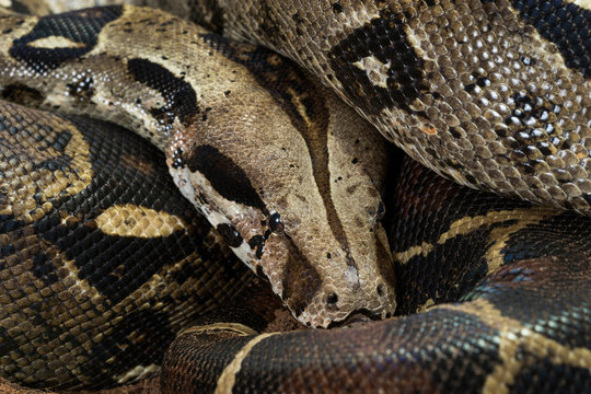 Close up of Boa constrictor imperator - nominal Colombia. Colombian redtail boas – females