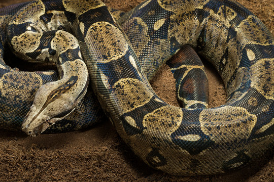 Close up of Boa constrictor imperator - nominal Colombia. Colombian redtail boas, females