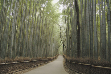 bamboo grove path at Sagano-Kyoto / 京都 嵯峨野の竹林の小径(無人)	